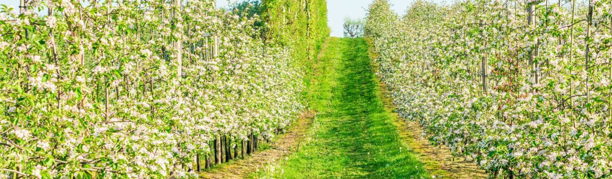 Blomstrande fruktodling med klippt gräs mellan trädrader – maskiner för frukt- och vinodling hos Hallant