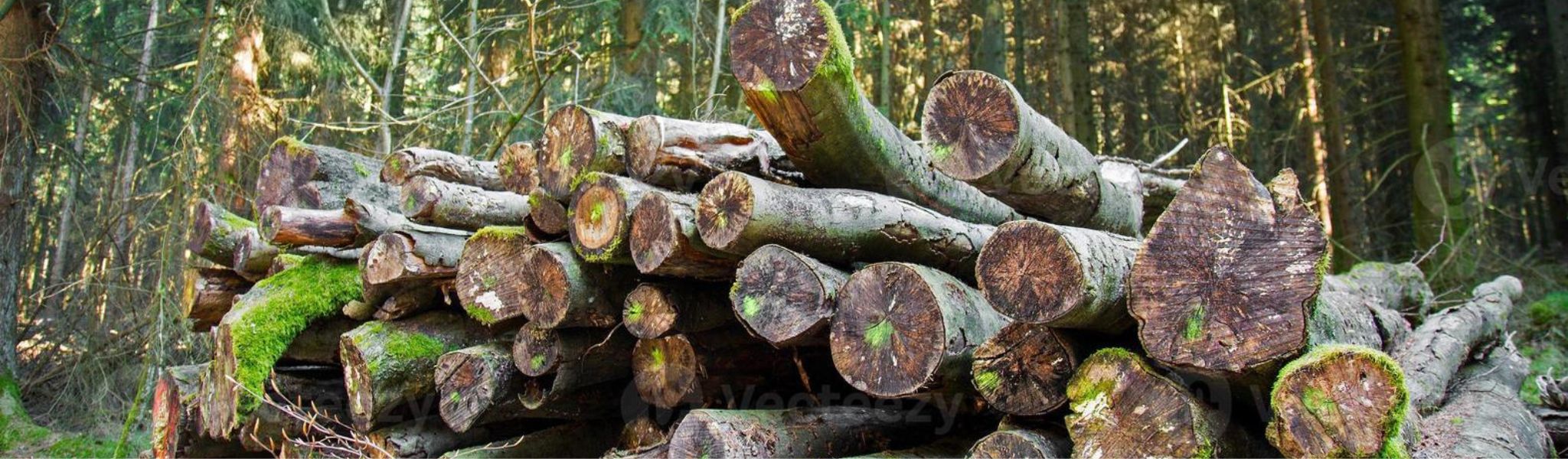 Avverkade trädstammar staplade i skog – EU-tillverkade trädklipp och energiklipp hos Hallant